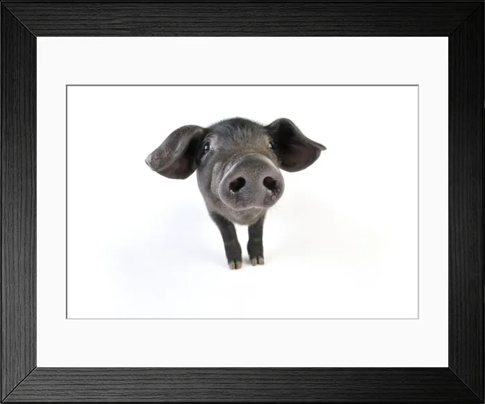 Framed Print : Pig. Large black piglet Framed Print : Pig. Large black piglet