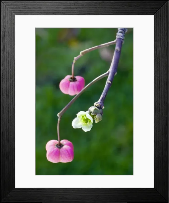 Framed Print : Spindle - bud and flowers Framed Print : Spindle - bud and flowers