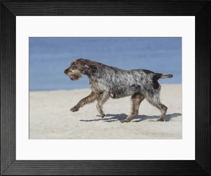 Framed Print : Dog - Korthal Griffon - on beach running Framed Print : Dog - Korthal Griffon - on beach running