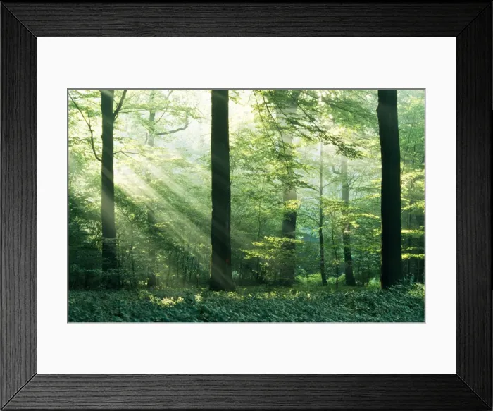 Framed Print : Beechwood - with Sun filtering through Woodland Framed Print : Beechwood - with Sun filtering through Woodland