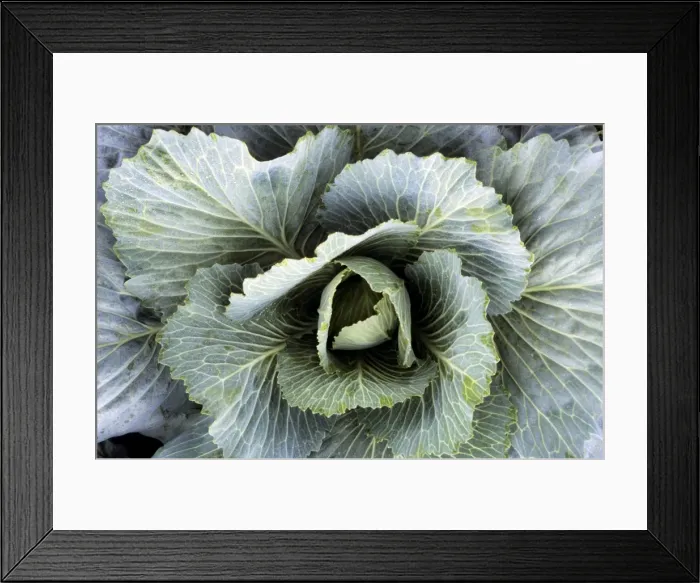 Framed Print : Cabbage. ME-1846. Cabbage. Johan De Meester Framed Print : Cabbage. ME-1846. Cabbage. Johan De Meester