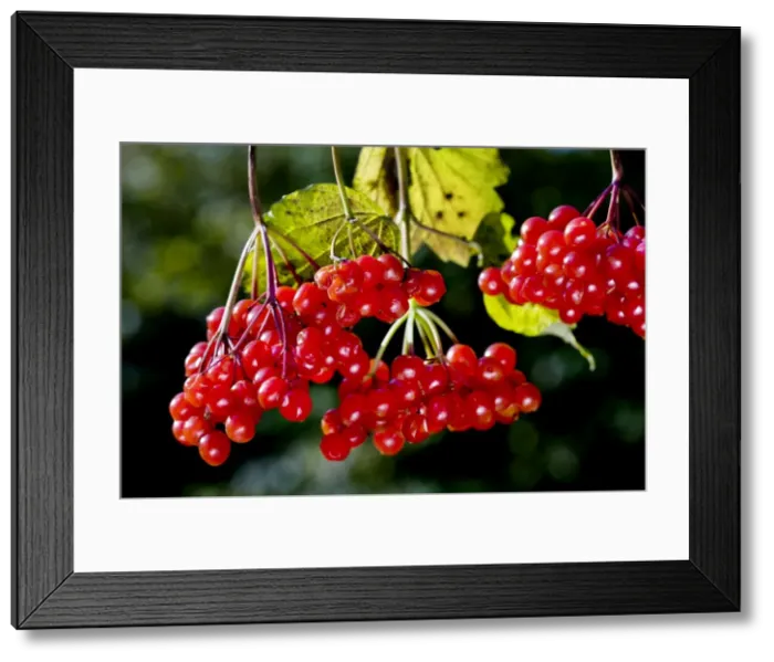 Framed Print : Guelder rose / Water Elder / Cramp Bark / Snowball Tree - berries Framed Print : Guelder rose / Water Elder / Cramp Bark / Snowball Tree - berries