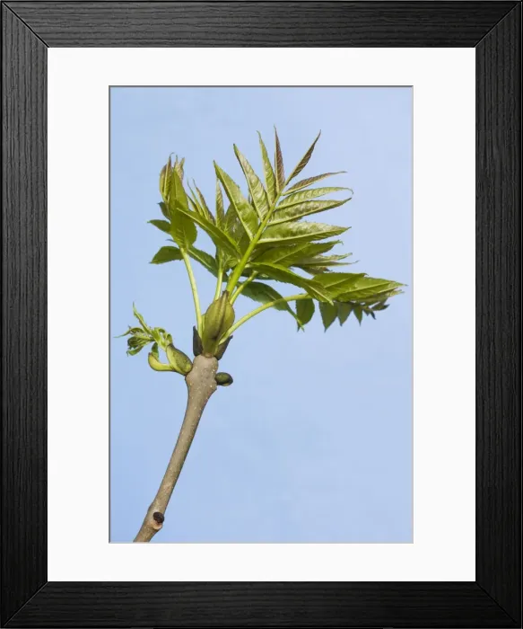 Framed Print : Common Ash - leaves Framed Print : Common Ash - leaves