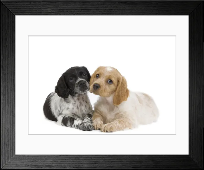 Framed Print : Dog - Brittany / Epagneul Breton puppies in studio Framed Print : Dog - Brittany / Epagneul Breton puppies in studio
