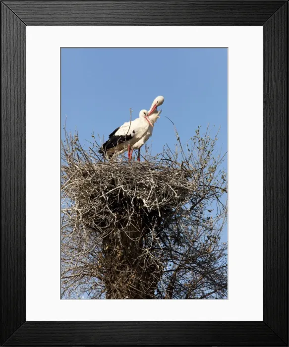 Framed Print : White Stork - pair of adults on nest - Southern Spain Framed Print : White Stork - pair of adults on nest - Southern Spain