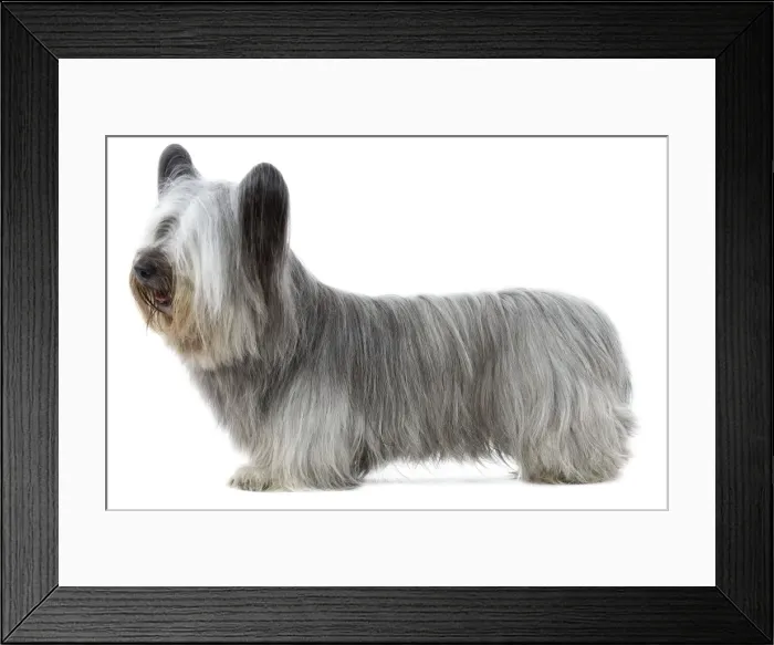 Framed Print : Dog - Sky Terrier Framed Print : Dog - Sky Terrier