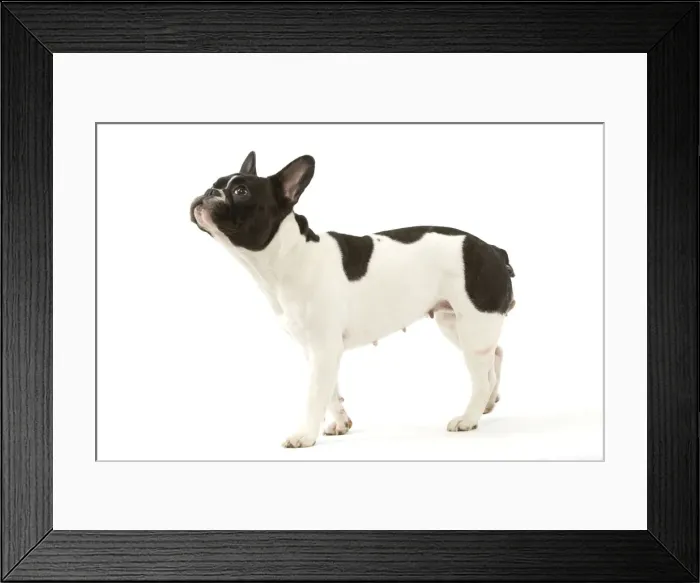 Framed Print : Dog - French Bulldog Framed Print : Dog - French Bulldog