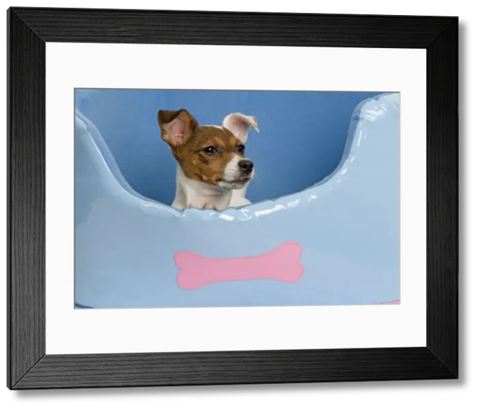 Framed Print : Dog - Jack Russell - in dog bed Framed Print : Dog - Jack Russell - in dog bed