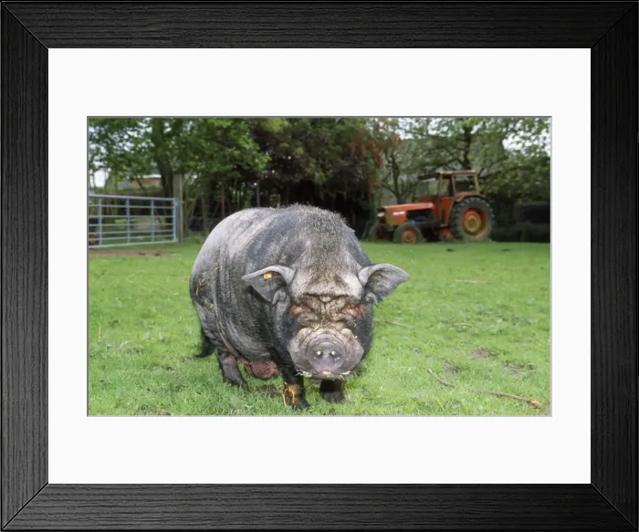 Framed Print : Pot-bellied Pig Framed Print : Pot-bellied Pig