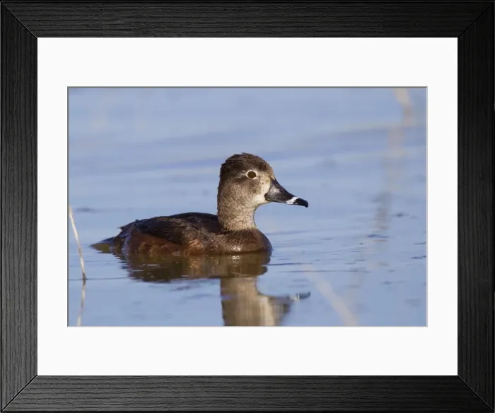 Framed Print : Ring-necked Duck - female - April - Arizona - USA Framed Print : Ring-necked Duck - female - April - Arizona - USA