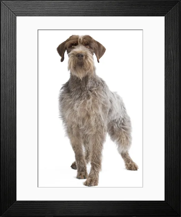 Framed Print : Dog - Korthal Griffon - in studio Framed Print : Dog - Korthal Griffon - in studio