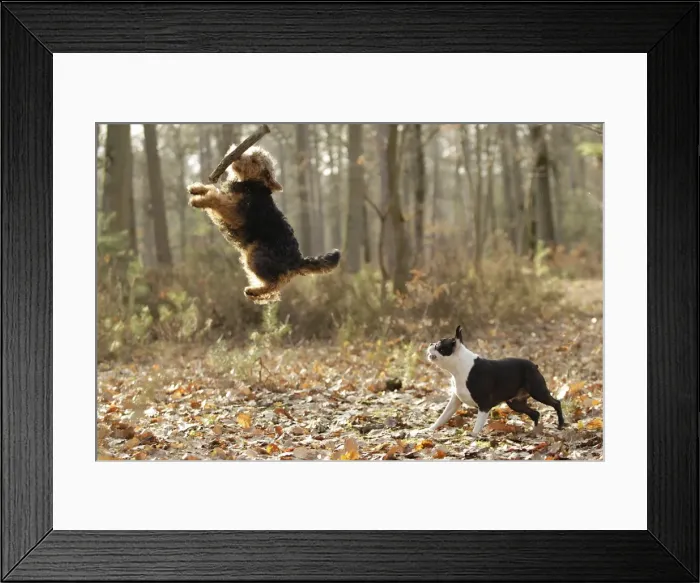 Framed Print : Welsh Terrier Framed Print : Welsh Terrier