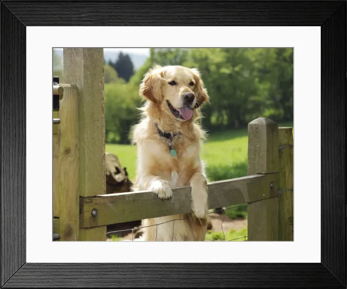 Framed Print : DOG. Golden retriever looking over fence Framed Print : DOG. Golden retriever looking over fence