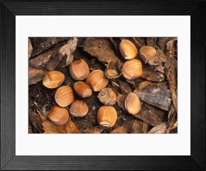 Framed Print : Hazel Nuts Framed Print : Hazel Nuts