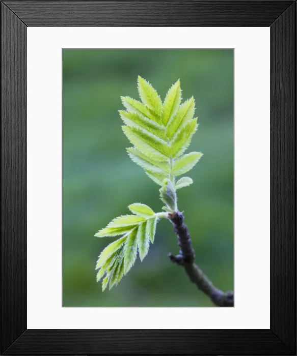 Framed Print : European Rowan - leaves Framed Print : European Rowan - leaves
