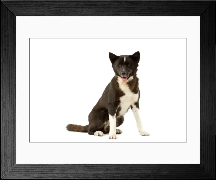 Framed Print : Dog - Karelia Bear Dog