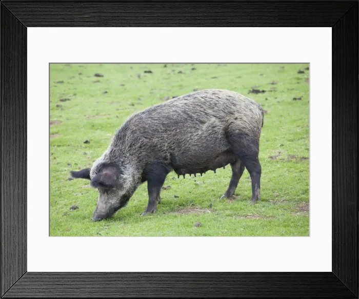 Framed Print : Iron age pig grazing - Cotswold Farm Park - Temple Guiting Glos UK Framed Print : Iron age pig grazing - Cotswold Farm Park - Temple Guiting Glos UK