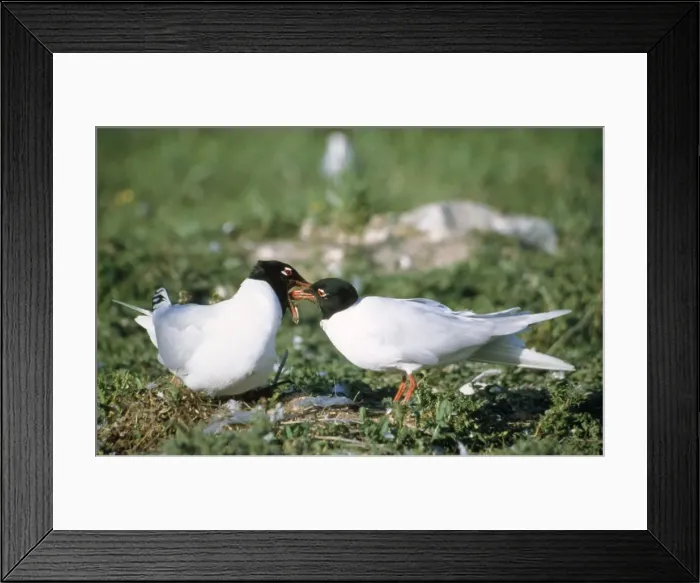Framed Print : Mediterranean Gull - feeding femaile Framed Print : Mediterranean Gull - feeding femaile