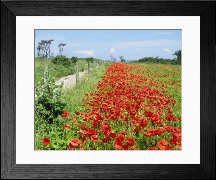 Framed Print : Poppies - on field margin in June. West Sussex, UK Framed Print : Poppies - on field margin in June. West Sussex, UK