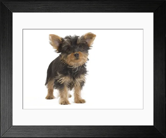 Framed Print : Dog - Australian Silky Terrier - puppy in studio. Also known as Silky Terrier or Sydney Silky Framed Print : Dog - Australian Silky Terrier - puppy in studio. Also known as Silky Terrier or Sydney Silky