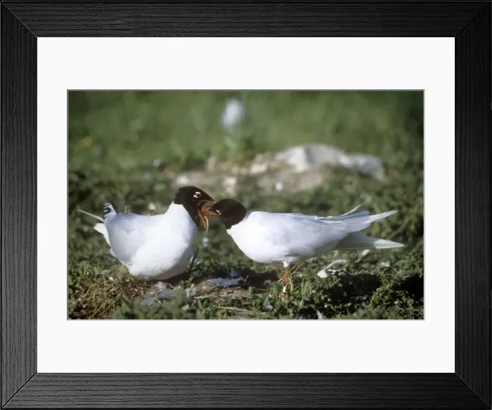 Framed Print : Mediterranean Gull - male feeding female Framed Print : Mediterranean Gull - male feeding female