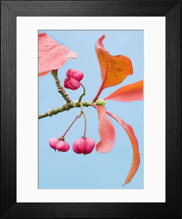 Framed Print : Spindle - autumn leaves Framed Print : Spindle - autumn leaves