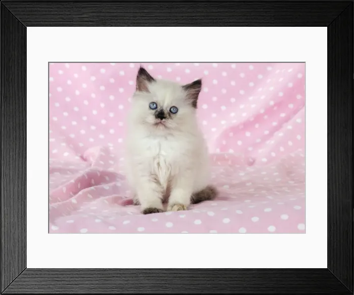 Framed Print : CAT. Kitten sitting on pink blanket Framed Print : CAT. Kitten sitting on pink blanket