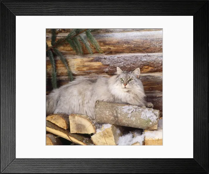 Framed Print : Norwegian Forest Cat - on logs Framed Print : Norwegian Forest Cat - on logs