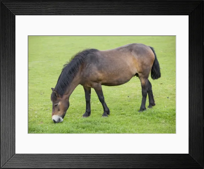 Framed Print : Exmoor Pony grazing - Cotswold Farm Park - Temple Guiting Glos UK
