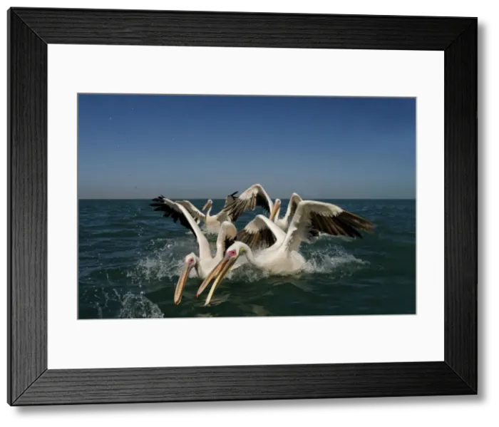 Framed Print : Great White Pelicans - lunging for food in the water - Atlantic Ocean - Namibia - Africa Framed Print : Great White Pelicans - lunging for food in the water - Atlantic Ocean - Namibia - Africa