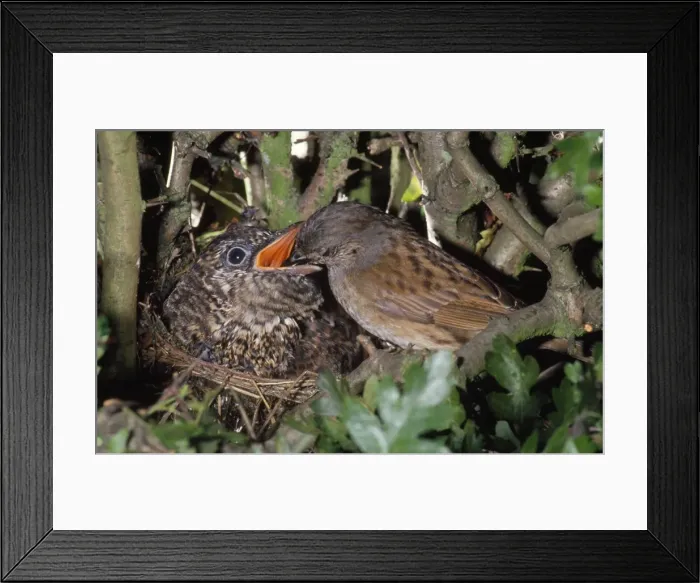 Framed Print : Cuckoo - chick being fed by Dunnock (Prunella modularis) Framed Print : Cuckoo - chick being fed by Dunnock (Prunella modularis)