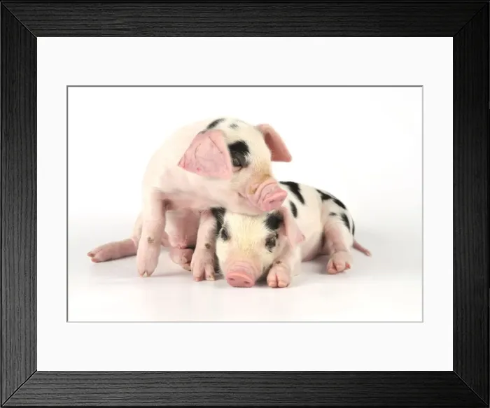 Framed Print : Pig. Gloucester old spot piglets on white background Framed Print : Pig. Gloucester old spot piglets on white background