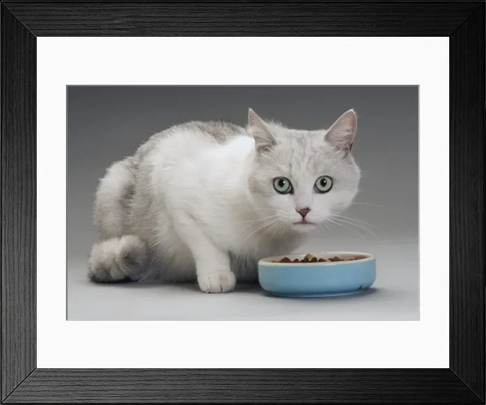 Framed Print : Cat - white & grey cat in studio eating from a bowl Framed Print : Cat - white & grey cat in studio eating from a bowl