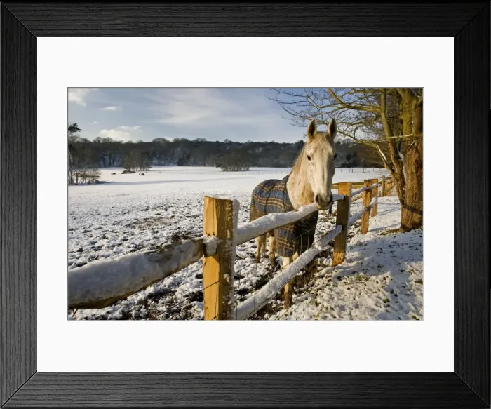 Framed Print : Horse in a snowy field - South Downs - East Sussex - United Kingdom Framed Print : Horse in a snowy field - South Downs - East Sussex - United Kingdom