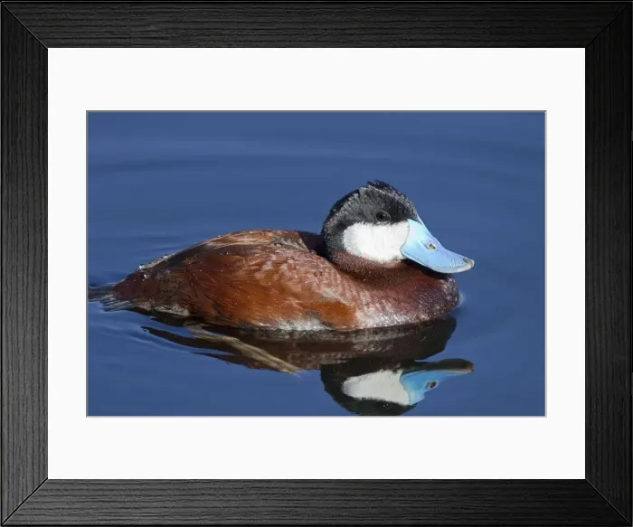Framed Print : Ruddy Duck - adult male in breeding plumage - March - Arizona - USA Framed Print : Ruddy Duck - adult male in breeding plumage - March - Arizona - USA