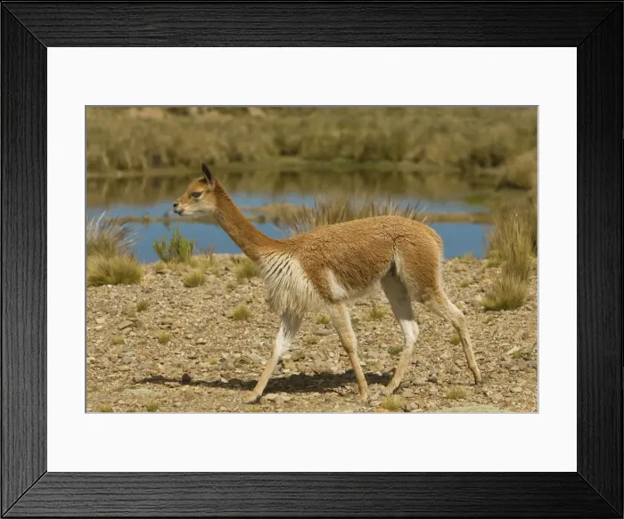 Framed Print : Vicuna - Pampa Galeras National Reserve - Peru Framed Print : Vicuna - Pampa Galeras National Reserve - Peru