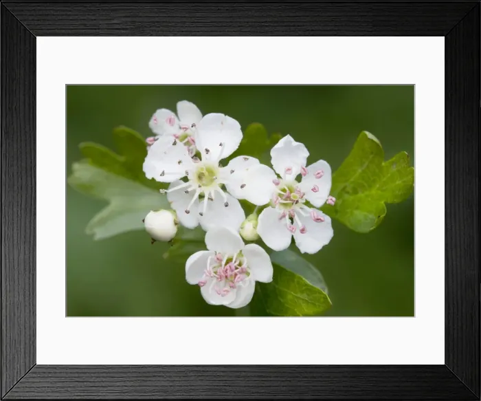 Framed Print : Hawthorn Tree - flower Framed Print : Hawthorn Tree - flower