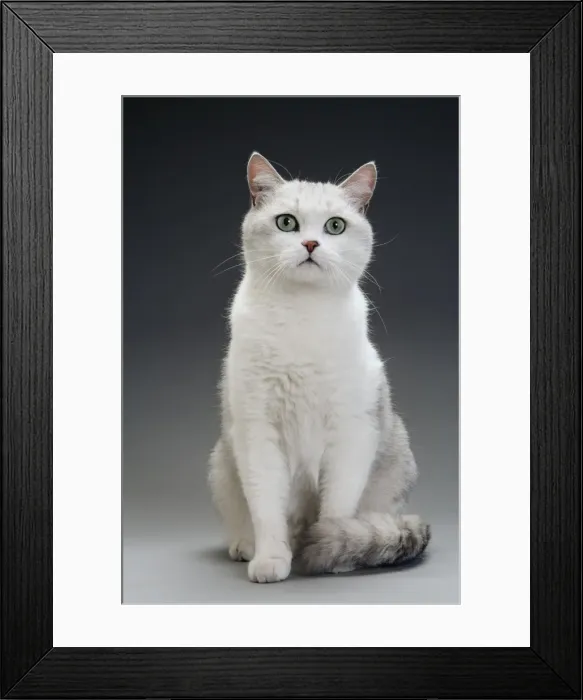 Framed Print : Cat - white & grey cat in studio