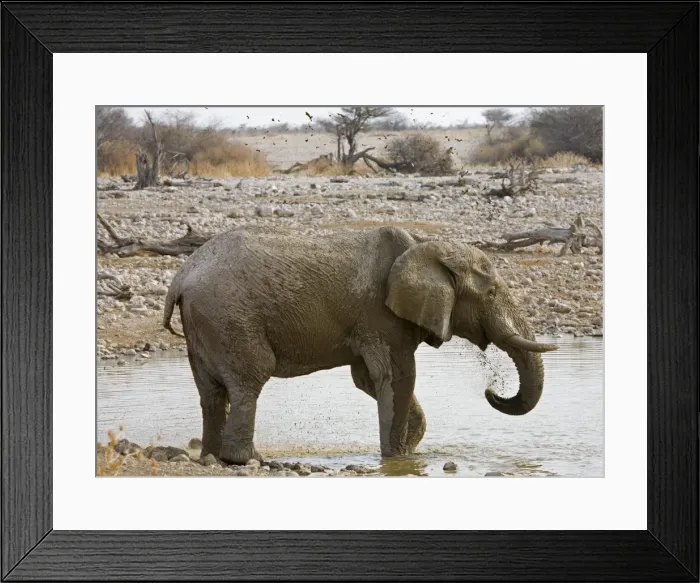 Framed Print : African Elephant - adult spraying water at a waterhole - Etosha National Park - Namibia - Africa Framed Print : African Elephant - adult spraying water at a waterhole - Etosha National Park - Namibia - Africa