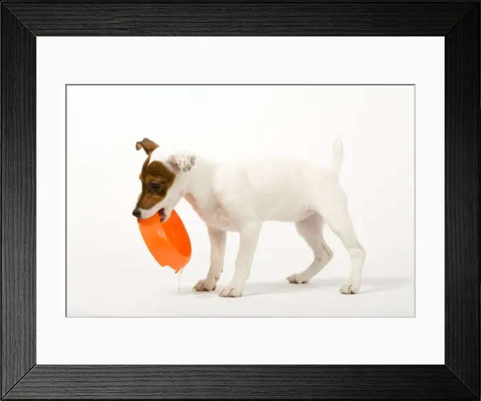 Framed Print : Dog - Jack Russell - 4 month old puppy playing with bowl Framed Print : Dog - Jack Russell - 4 month old puppy playing with bowl