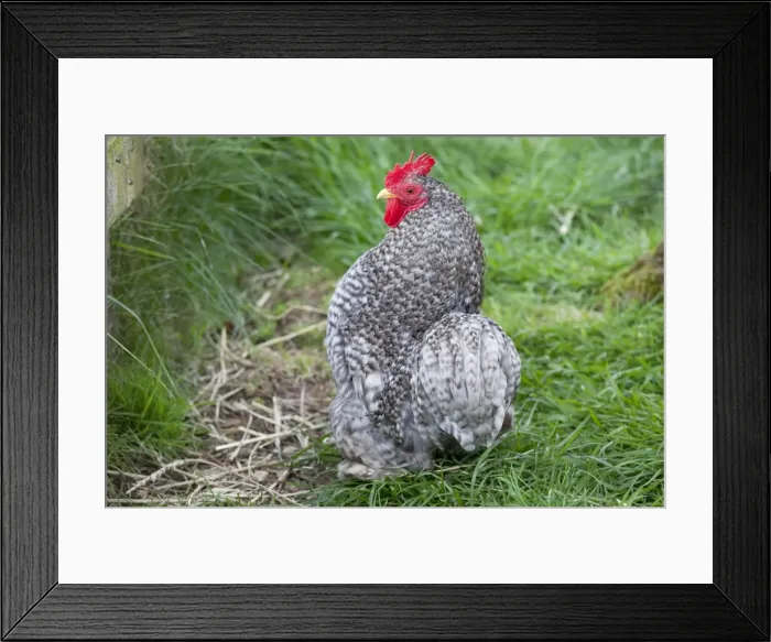 Framed Print : Cuckoo Pekin bantam - Cotswold Farm Park - Temple Guiting Glos UK Framed Print : Cuckoo Pekin bantam - Cotswold Farm Park - Temple Guiting Glos UK