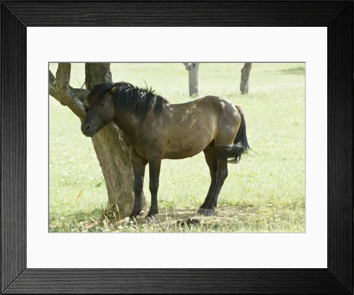 Framed Print : Hucul Pony - Standing in shade of tree - Bukk National Park - Hungary Framed Print : Hucul Pony - Standing in shade of tree - Bukk National Park - Hungary