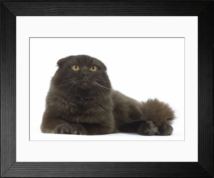 Framed Print : Cat - Highland Fold in studio Framed Print : Cat - Highland Fold in studio