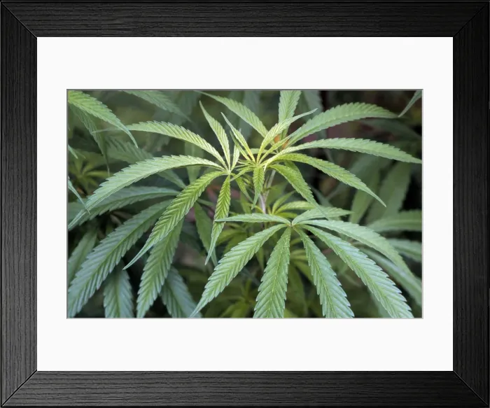 Framed Print : Hemp Cannabis Framed Print : Hemp Cannabis