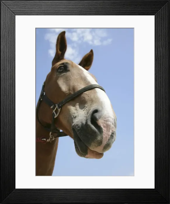 Framed Print : Horse. Muzzle and nostril Framed Print : Horse. Muzzle and nostril