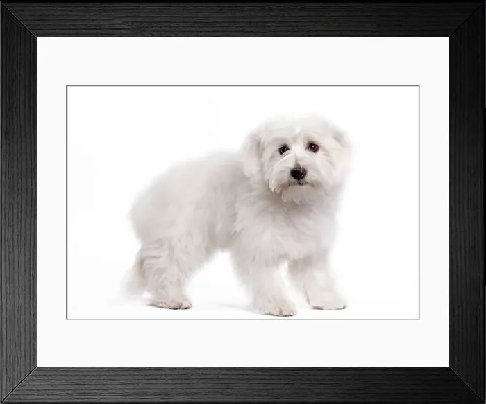 Framed Print : Dog - Coton de Tulear
