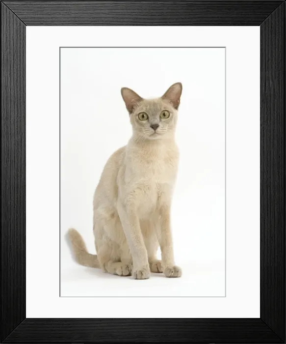 Framed Print : Cat - Burmese lilac creme in studio Framed Print : Cat - Burmese lilac creme in studio