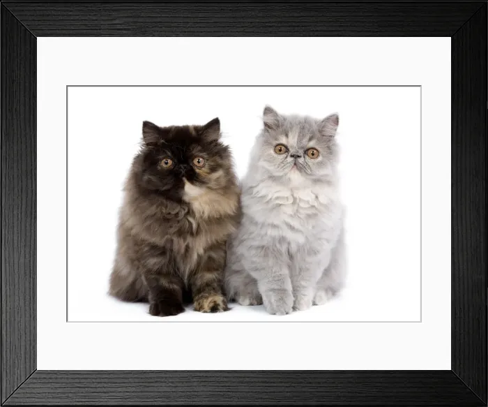 Framed Print : Cat - Persian kittens in studio Framed Print : Cat - Persian kittens in studio
