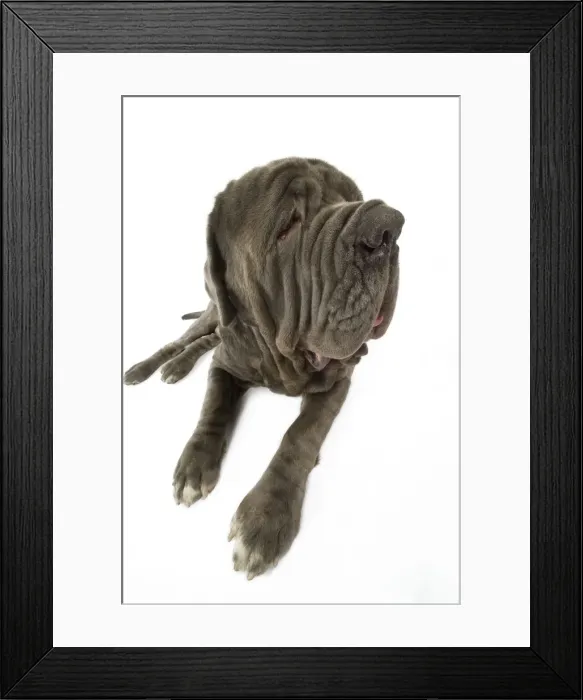 Framed Print : Dog - Neapolitan Mastiff / Mastino Napoletano / Matin de Naples - in studio Framed Print : Dog - Neapolitan Mastiff / Mastino Napoletano / Matin de Naples - in studio