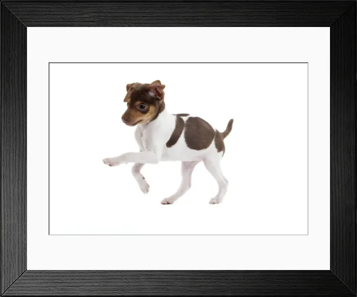 Framed Print : Dog - Brazilian Terrier puppy running in studio Framed Print : Dog - Brazilian Terrier puppy running in studio